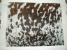 6 - Lighter brown shades