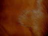 Cognac tone/ tone toscana lambskin