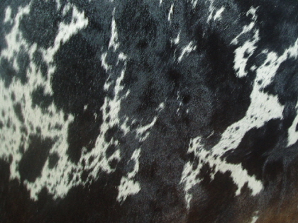 Shiny Tri Colour Cowhide