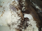 Soft and Silky Cowhides for Throws
