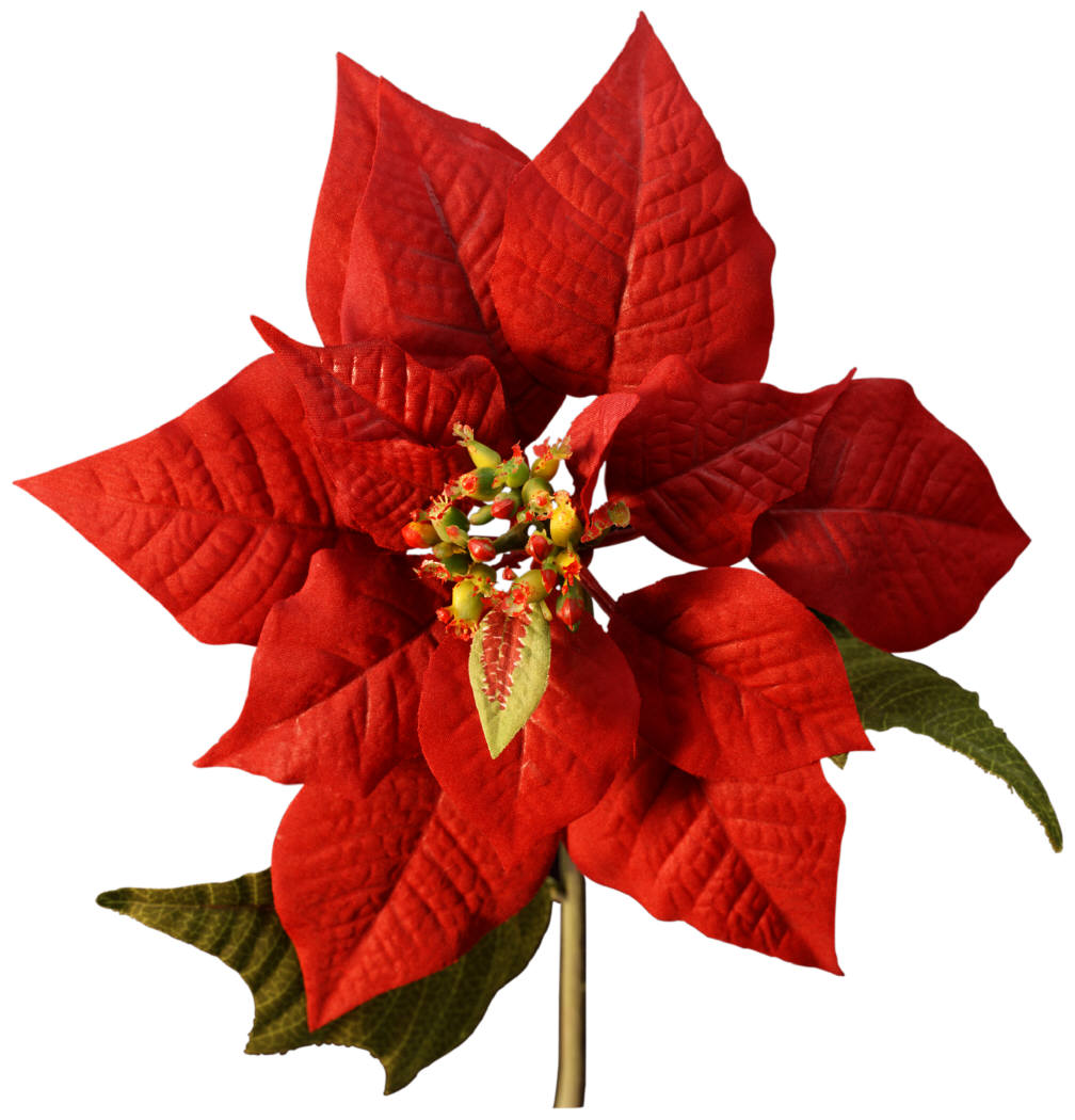 Merry Christmas and a Happy New Year